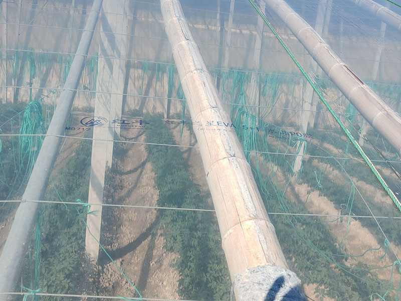 紅豐 5+1 轉光膜